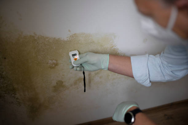 Best Bathroom Mold Remediation in USA